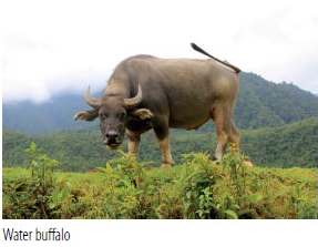 waterbuffalo