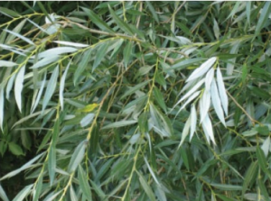 White willow