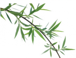Willow branch