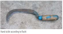 Salt Sickle Hullin 15a-b: Implements of Kosher Slaughter – Steinsaltz Center USA